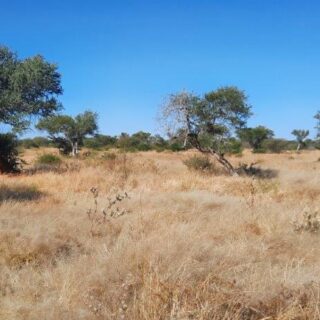 Farms & Plots Archives – Propcor Namibia